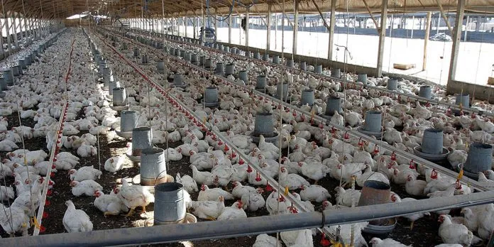 Producción de pollo en Nicaragua supera los 139 millones de libras