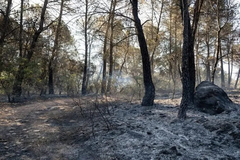 Incendio forestal deja al menos 12 muertos en el sur de España