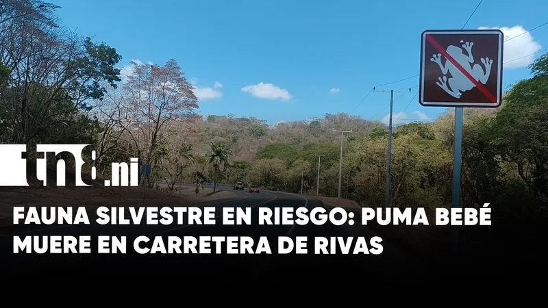 Tragedia en Rivas: muere puma bebé atropellado en la carretera costanera