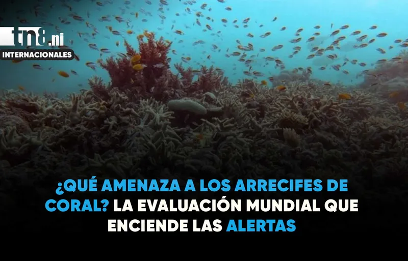 UICN advierte que el 96% de los arrecifes de coral evaluados podría colapsar antes...