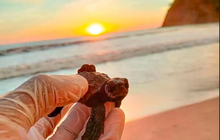 GRUN comprometido con la protección de tortugas marinas