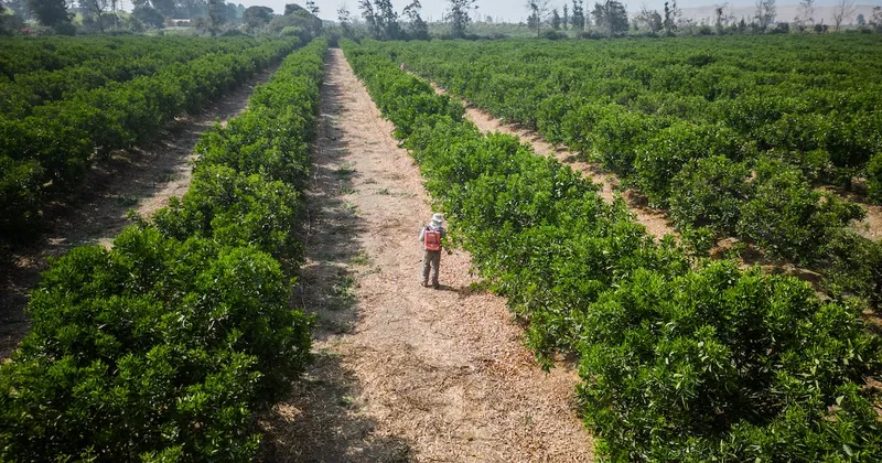 Intensificación de El Niño podría asestar “duro golpe” a economías de todo el mundo: OMM
