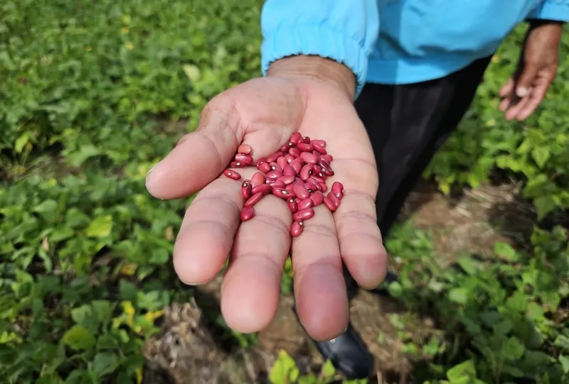 Nicaragua cuenta con la nueva variedad de frijol “Rojo Soberano”, el más resistente al cambio climático