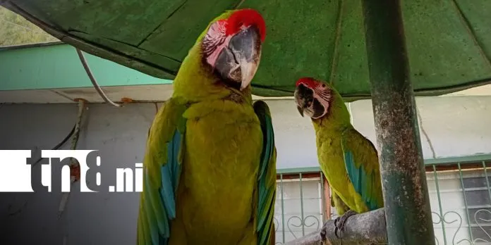 Zoológico Nacional: así es el recorrido que enamora a las familias en Nicaragua