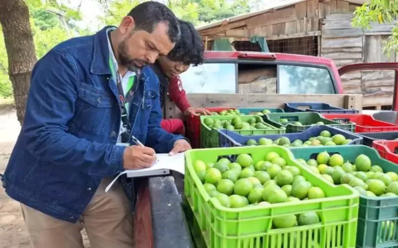 Cosecha de cítricos a mayo 2026