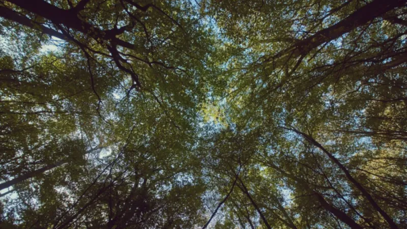 La IA también quiere medir los bosques: un proyecto gallego busca sustituir el inventario manual por láseres y algoritmos