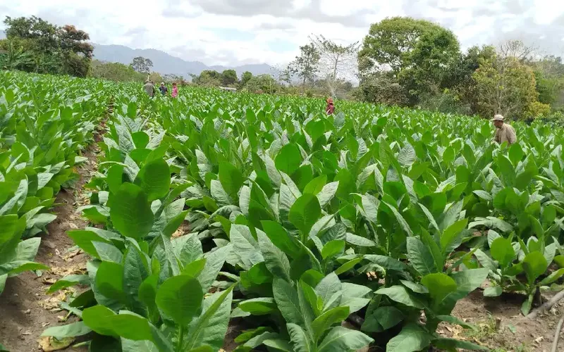 Reportan cosecha de 80.300 quintales de tabaco entre enero y abril de 2026