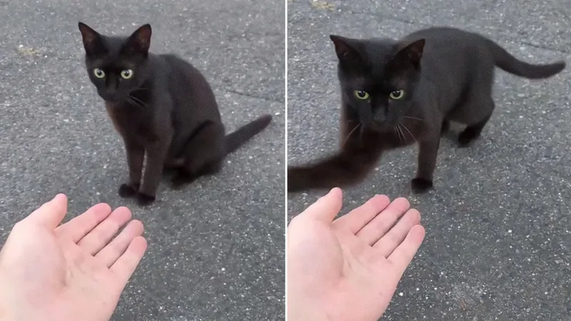 VIDEO: La curiosa forma de saludar de un tierno gatito a quien lo alimenta