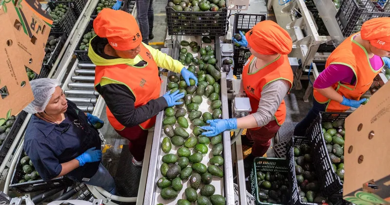 México refuerza la seguridad para reanudar las exportaciones de aguacate tras freno de EE.UU.