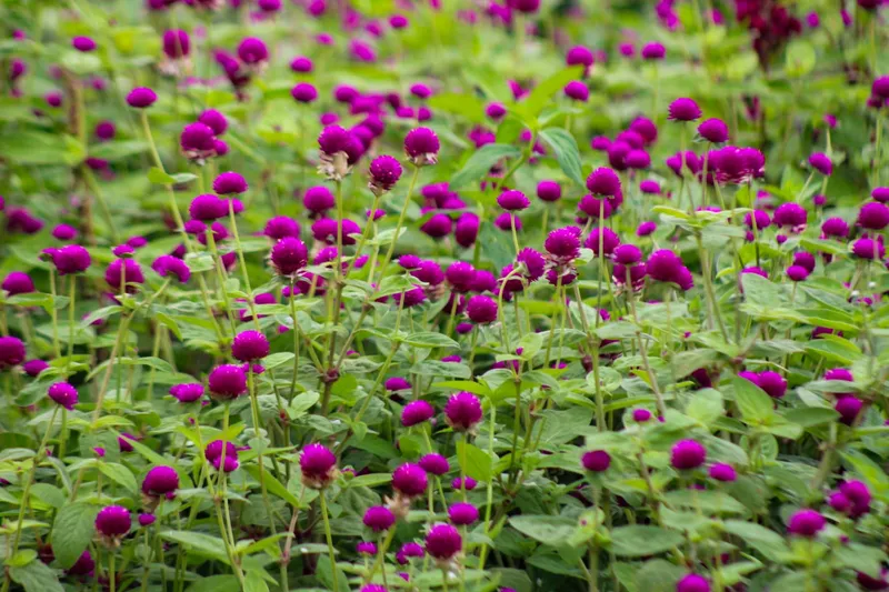 Catarina prepara sus campos de flores para el Día de los Fieles Difuntos