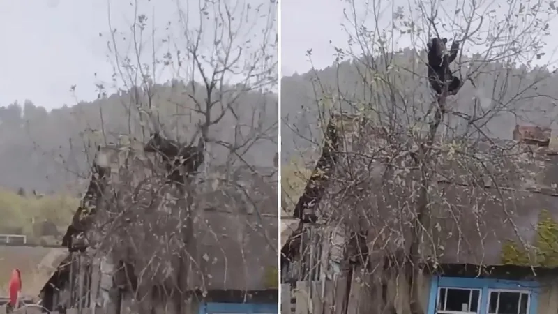 VIDEO: Oso devora manzanas en el jardín de una casita de campo en Rusia