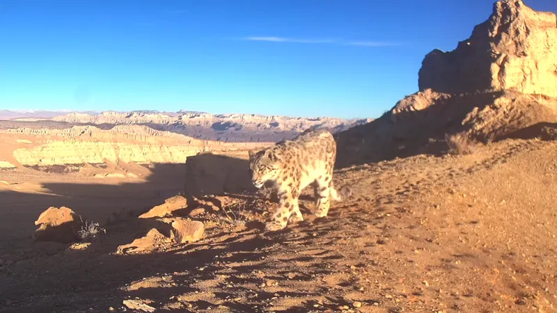 Cámaras infrarrojas registran repetidas apariciones de leopardos de las nieves en Ngari, región autónoma de Xizang