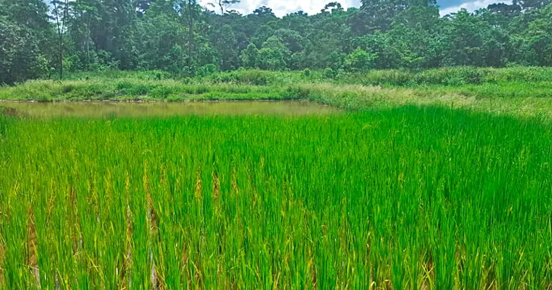 Gobierno de Ecuador compra más de 14.000 toneladas de arroz ante aranceles de Colombia