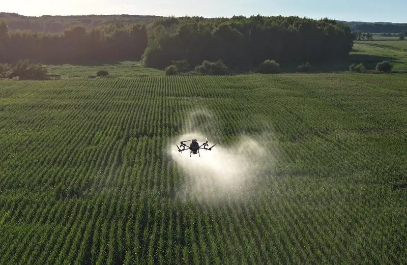 Producción de semillas de arroz híbrido alcanza un récord histórico en China