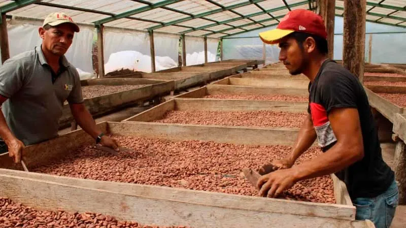 Producción de cacao con buen comportamiento