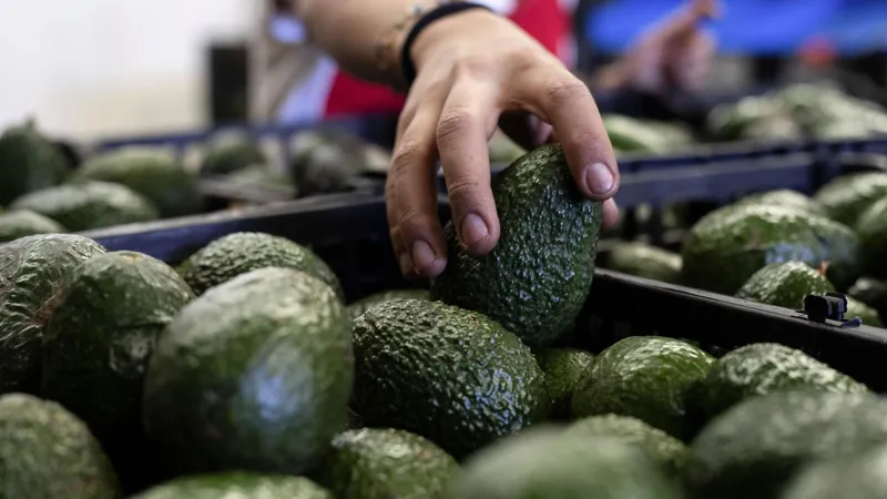 "Beneficio mutuo": embajador de EEUU en México reconoce labor de Sheinbaum para reanudar envíos de aguacate