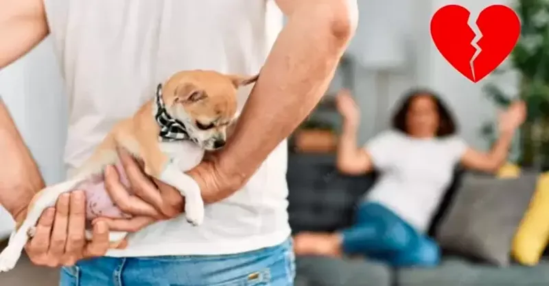 ¿Serías capaz de divorciarte por amor a tu mascota?