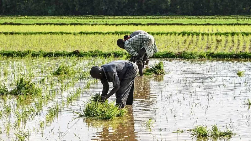 Cinco años de la Iniciativa para el Desarrollo Global: ¿cómo la tecnología agrícola china ayuda a los países en desarrollo a fortalecer su autonomía?