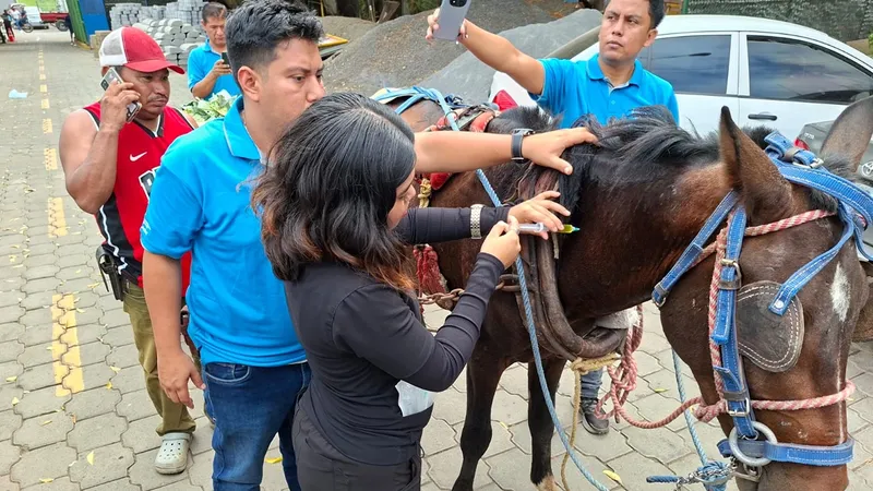 Tecnológico Nacional impulsa atención veterinaria gratuita para equinos de trabajo