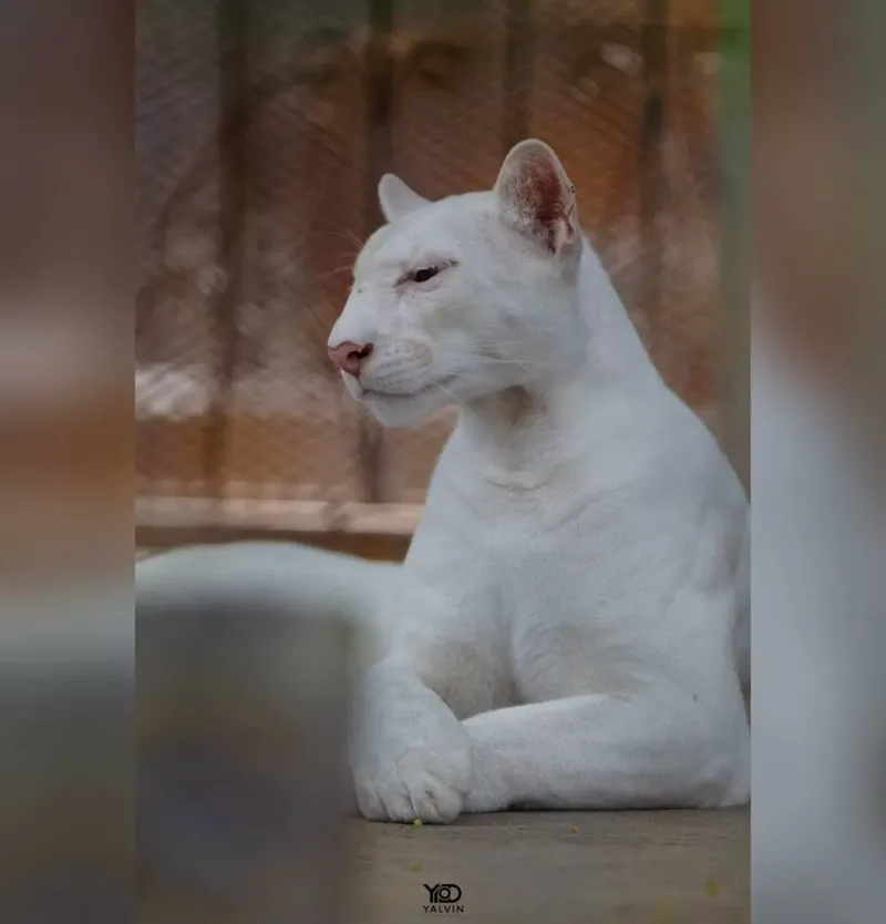 Juigalpa celebra 3 años de Itzáe, la puma albina nicaragüense