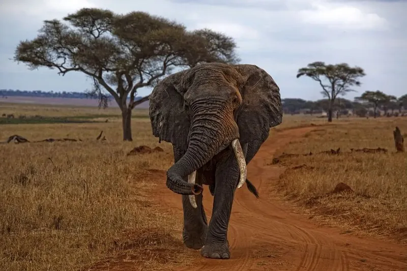 Le pusieron un GPS a un elefante para ver a dónde iba. Dos años después había dibujado un mapa que los humanos creían borrado
