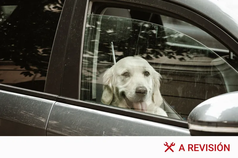 El aviso definitivo del Gobierno: dejar al perro dentro del coche te puede costar una multa histórica de 200.000 euros