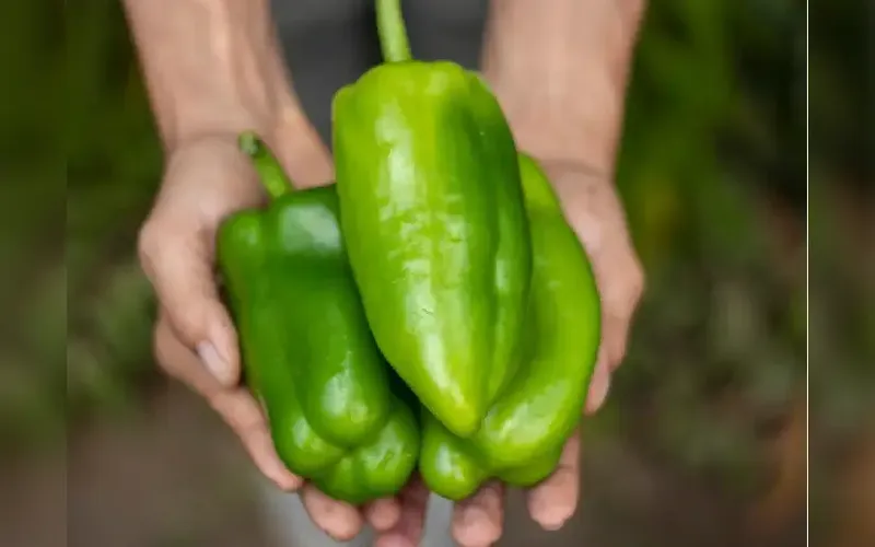 Producción de Chiltoma Agosto 2026