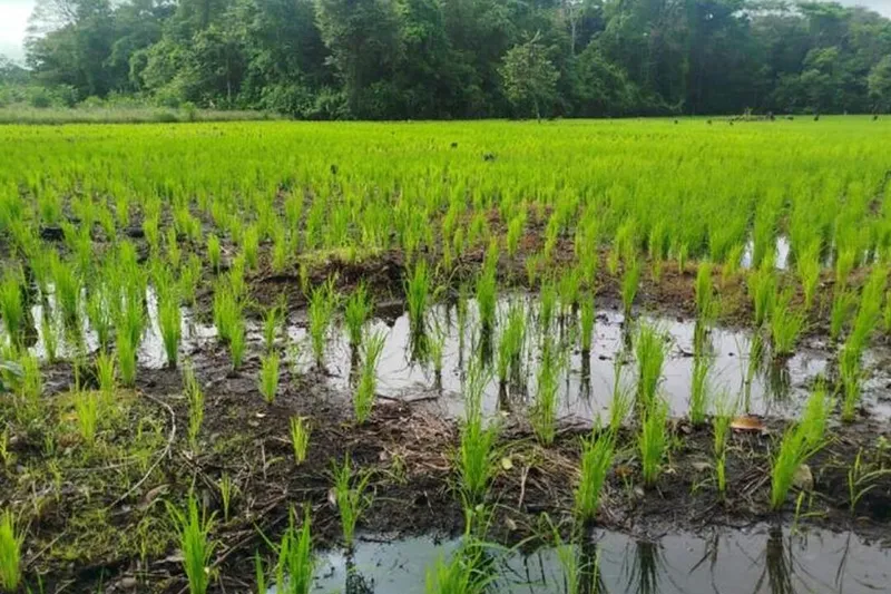 Avanza siembra de arroz secano para el Ciclo Agrícola de Primera