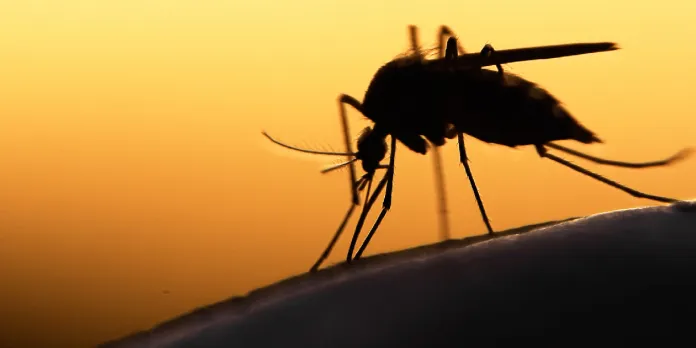 Día Mundial del Mosquito: en Nicaragua la batalla se libra casa por casa