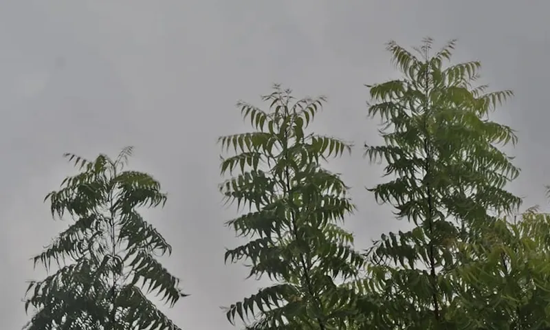 Nicaragua activa prevención ante lluvias y oleaje en el Pacífico