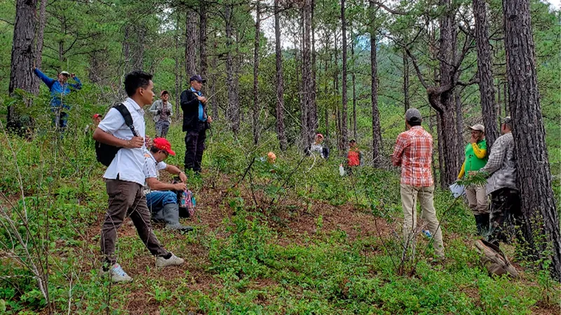 Vigilancia fitosanitaria fortalece la protección de los bosques de pino en Nicaragua