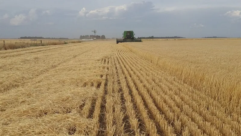Las exportaciones agrícolas argentinas caen un 12% hasta mayo