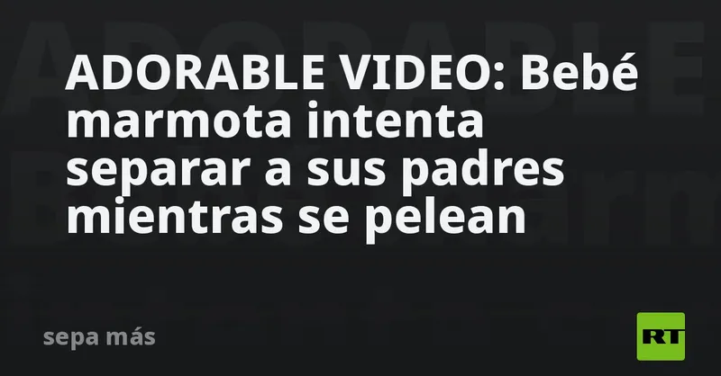 ADORABLE VIDEO: Bebé marmota intenta separar a sus padres mientras se pelean