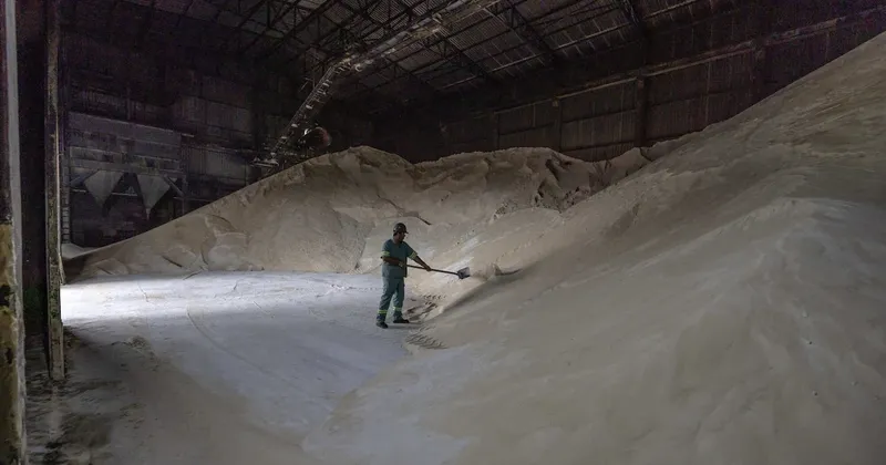 Del azúcar a la madera: materias primas agrícolas que ganaron y perdieron en el tercer trimestre
