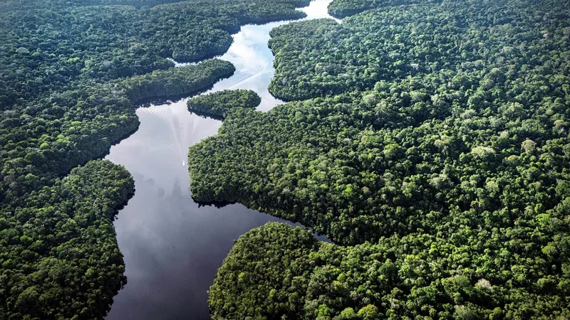 Brasil reduce 40% el nivel de deforestación en la mata atlántica, confirman las autoridades
