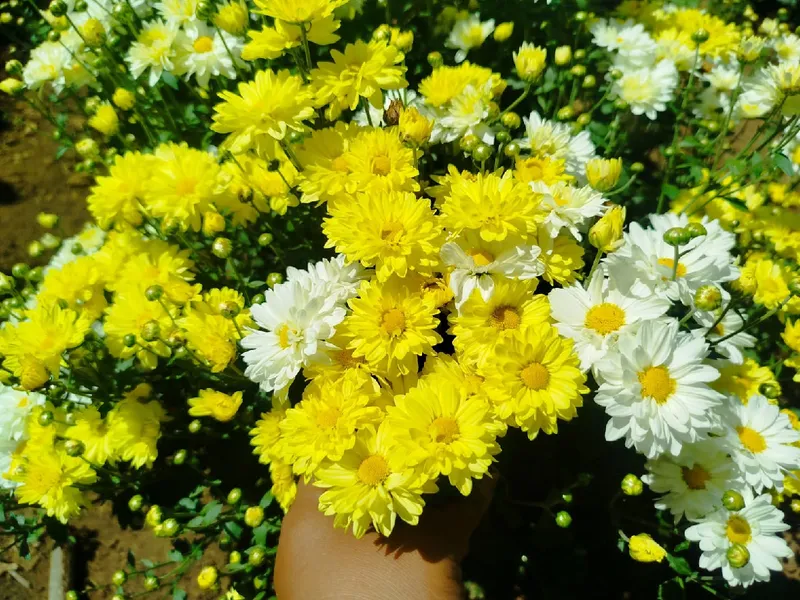 Cultivo de flores en Catarina: resultado del amor y dedicación de familias productoras