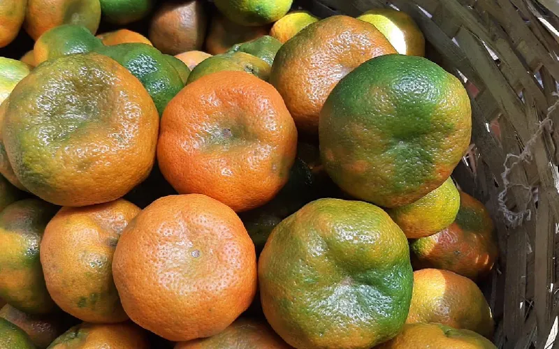 Producción de mandarinas a mayo 2026