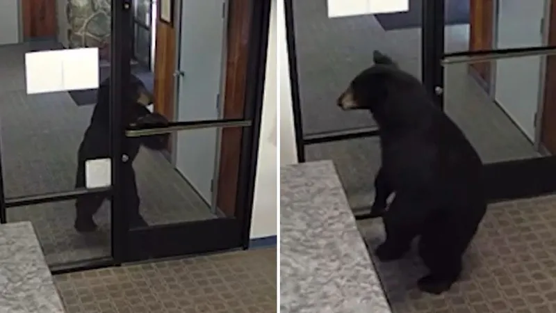 VIDEO: Un oso negro se cuela en una oficina en California y sorprende por su inesperada visita