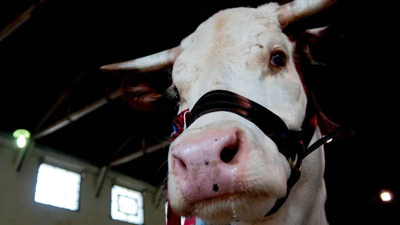 Urgencia de EEUU por carne vacuna es una "oportunidad de oro" para Brasil y el Mercosur, dicen expertos