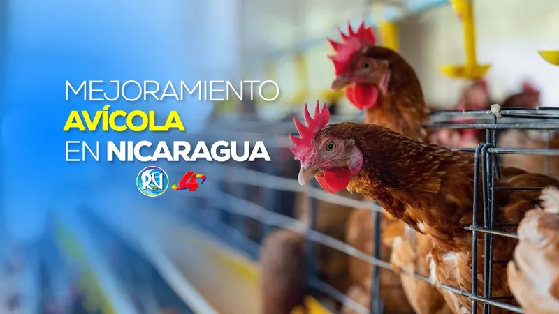 Nicaragua fortalece la producción avícola y mejora su aporte a la economía nacional