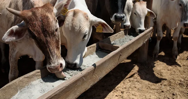 Convertir residuos de cerveza en alimento para vacas lecheras es la innovación de este proyecto brasileño