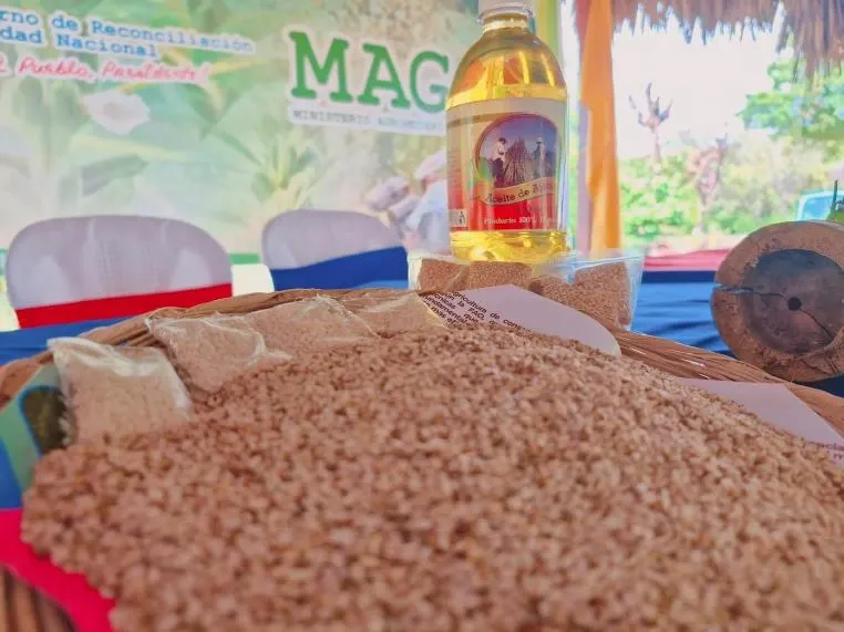 Nicaragua fortalece la producción de ajonjolí con nuevas tecnologías
