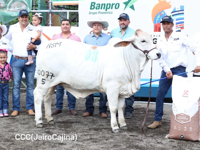Nicaragua se destaca en juzgamiento en la Feria Internacional Ganadera