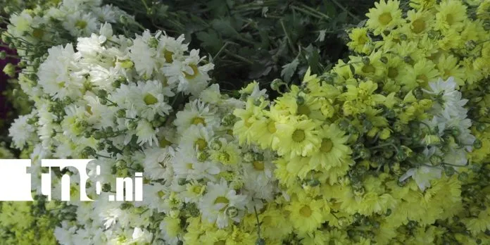 ¿Ya tenés las flores para tus difuntos? Así se prepara Altagracia para el 2...