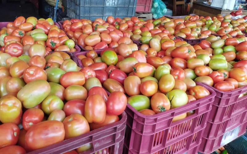Tomate en junio 2026