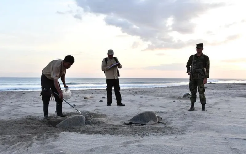Más arribada de Tortugas, Chacocente