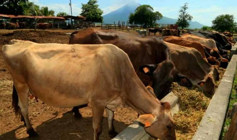 Nicaragua garantiza calidad de su producción ganadera