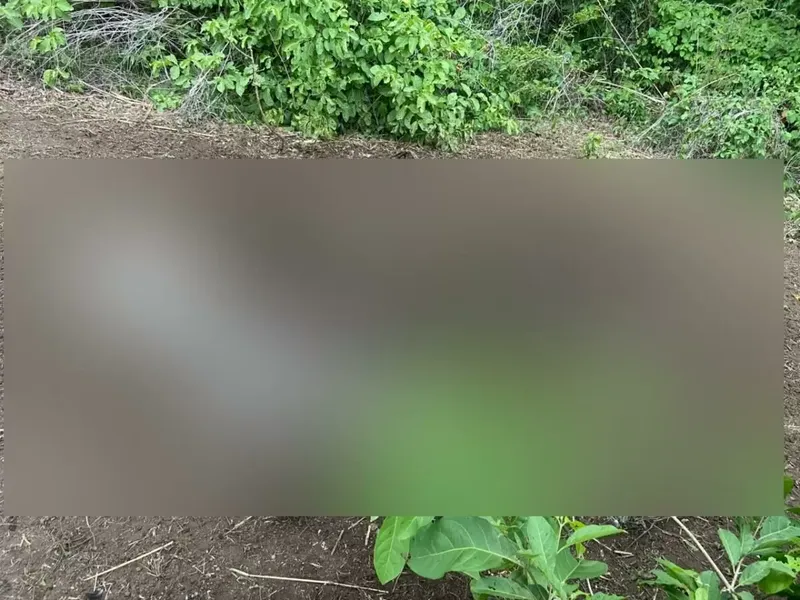 Sacrifican vaca lechera en Tola y familia pierde su sustento diario