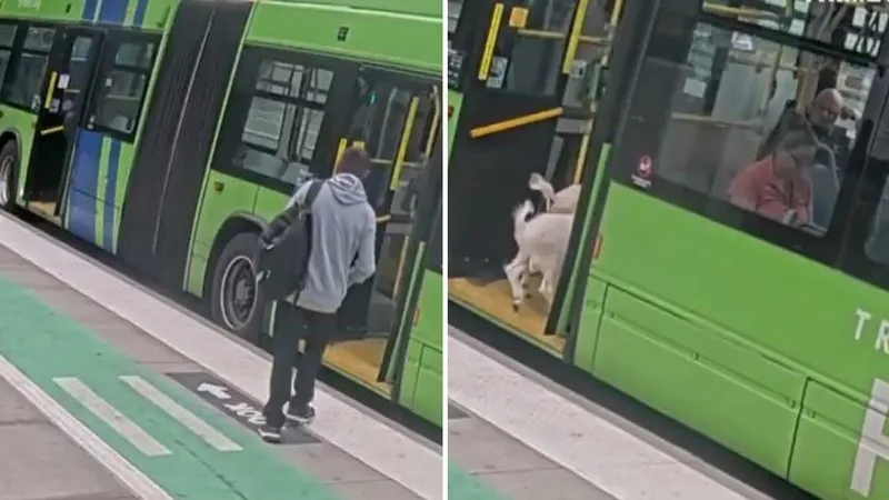 Dos cabras suben como pasajeras a un autobús