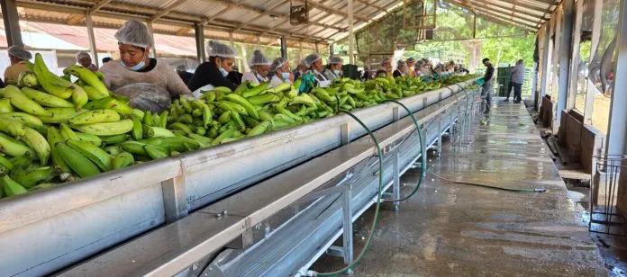 MAG reporta crecimiento en el acopio de plátano procesado durante el primer semestre de...